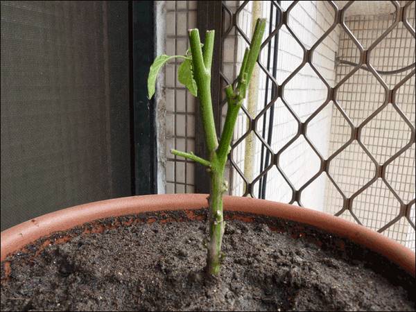 菜盆阳台种辣椒,菜市场辣椒里的种子能种吗