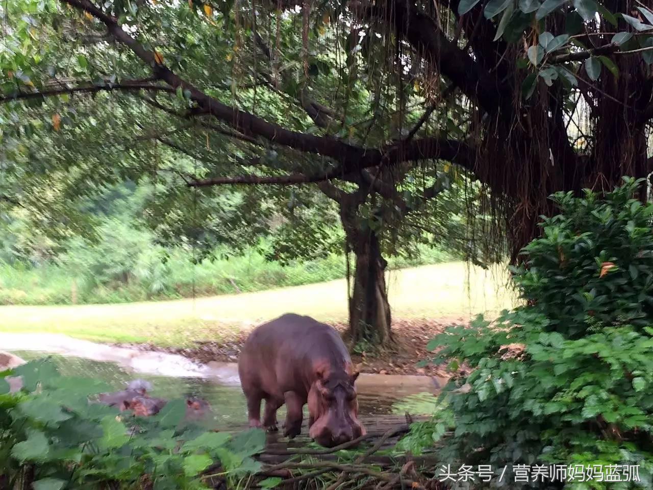 5.1带孩子去长隆推荐,带娃广东长隆欢乐世界游玩攻略
