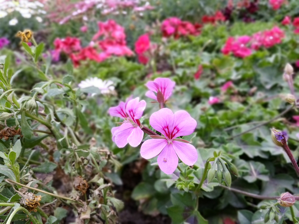 乐视第一版,乐视pro3双摄和ai版有什么区别