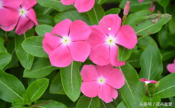 浇花神器君子兰,君子兰花用的杀菌灵