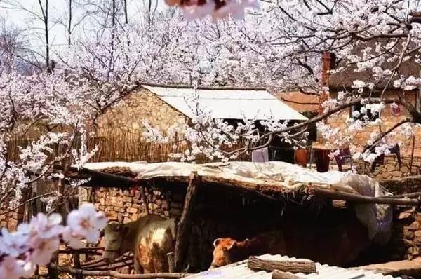 莫负春光辽宁赏花踏青攻略来了,辽宁最美十大花海