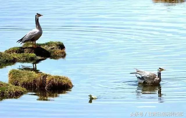 甘肃这个小边防县，人少景美就算了，居然还有雪豹棕熊和赤狐！