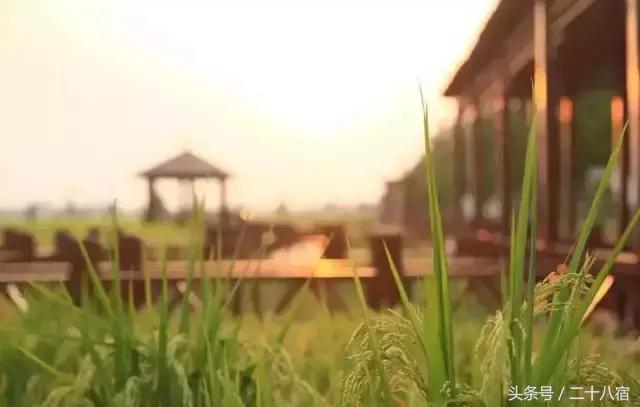 乡根东林渡,乡根东林渡露营