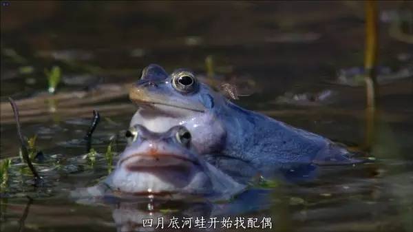 蚊子那么讨厌为什么不灭绝,蚊子那么多怎样处理呢