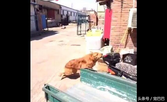 金毛被藏獒打哭了,主人被欺负藏獒的反应