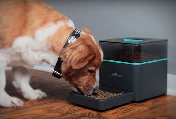 犬舍喂养幼犬的方法,新手零基础怎么养幼犬