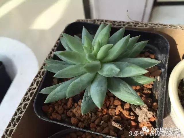 宿舍多肉品种推荐,宿舍多肉