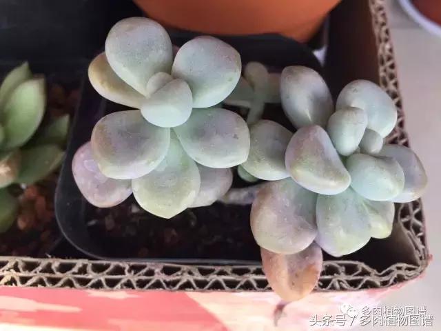 宿舍多肉品种推荐,宿舍多肉