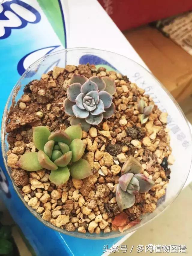 宿舍多肉品种推荐,宿舍多肉