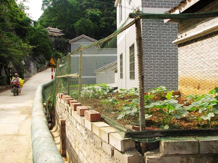 田东大石山区有个别墅村，蔬菜种在屋顶上