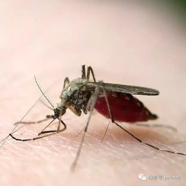 是谁?一口下去浑身水疱,奇痒难忍还不敢挠!一瓶好物要常备!