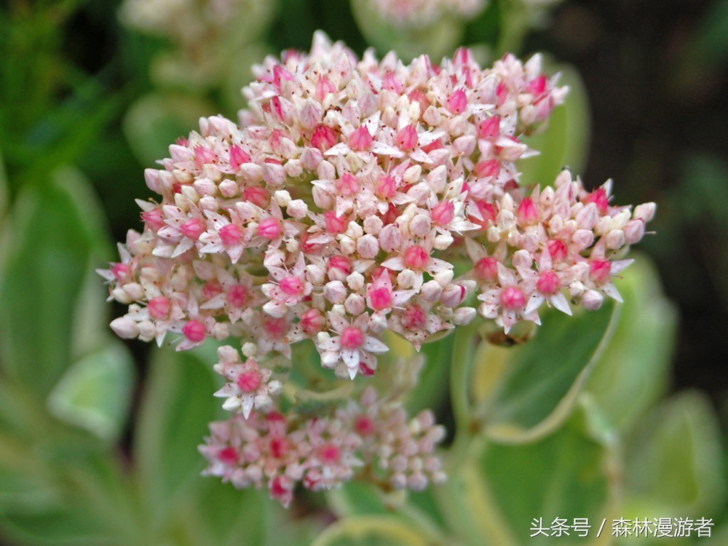 农村专门治疗跌打损伤的植物,公园常用植物一览表