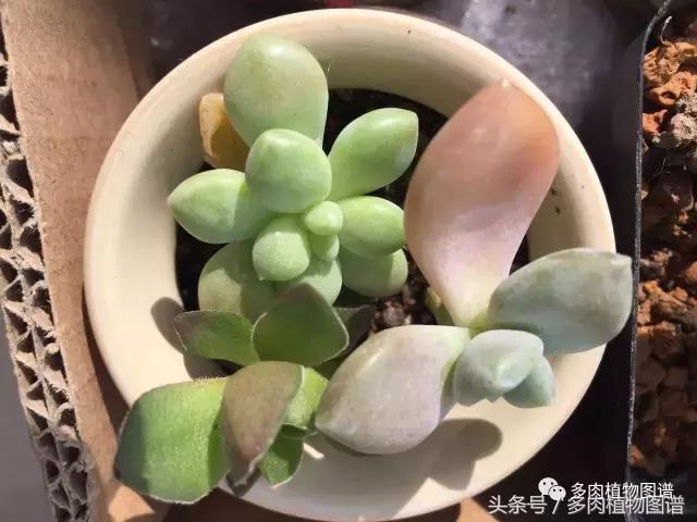 宿舍多肉品种推荐,宿舍多肉