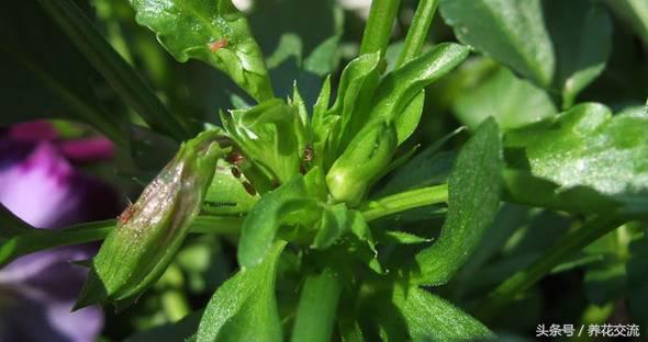 花卉长了蚜虫怎么治疗呢,花卉长蚜虫了怎么办