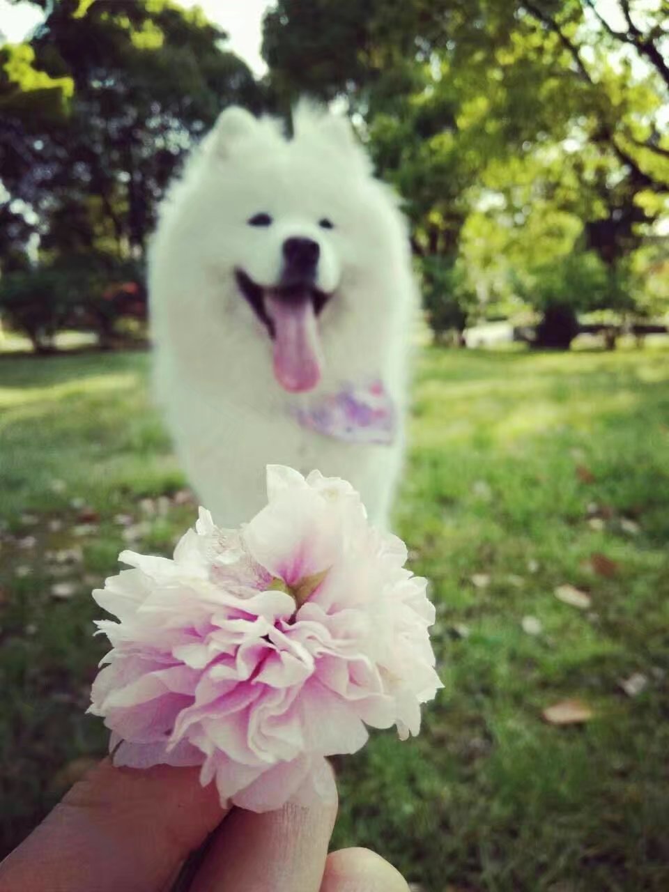萨摩耶熊版和狼版区别,萨摩耶饲养人