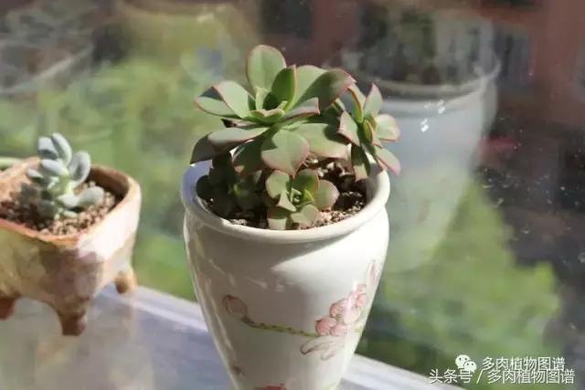 入坑半年的经历,入坑五个月总结