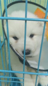 萨摩耶小狗狗常见病及治疗,小狗狗得了冠状病怎么治