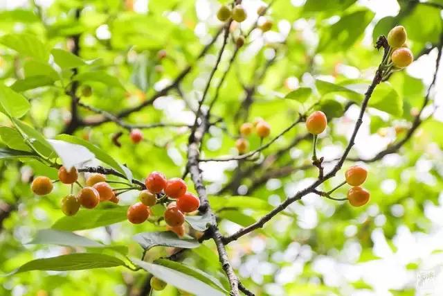 洛阳新安县樱桃采摘园,洛阳樱桃沟摘樱桃