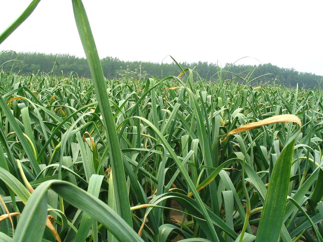 免费采摘蒜薹,蒜苔免费采摘