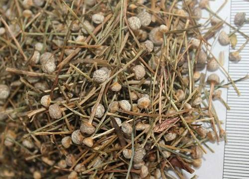 牙痛最怕的一种野草谷精草,谷精草治牙疼的用法