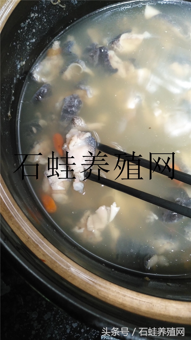 石蛙养殖基地要多久才长得大,石蛙养殖网