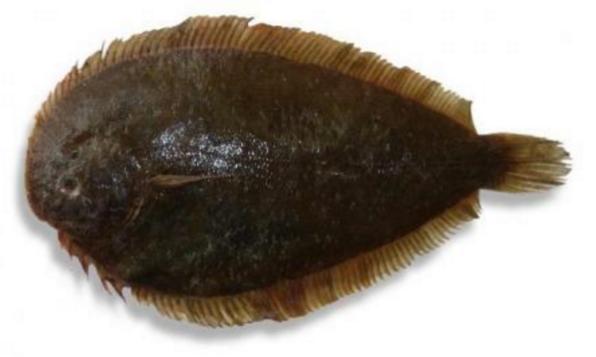 新西兰海产干货,新西兰海珍品