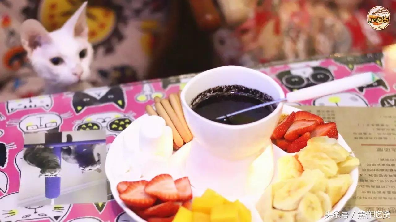 猫咖郑州焦作,焦作猫咖推荐