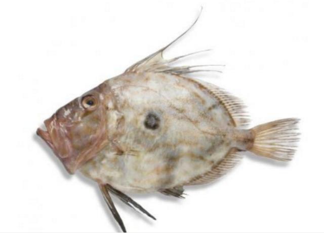 新西兰海产干货,新西兰海珍品