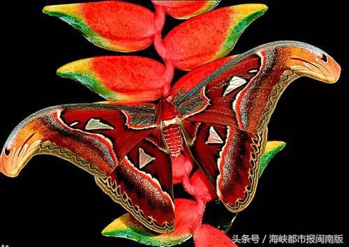 泉州人来围观！大飞蛾飞入永春人家，翅膀上长蛇头，这是什么啊