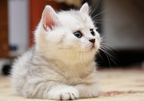 猫咪健康养护的注意事项,猫咪养护的五个注意事项