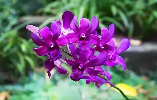 去过100次越秀公园，却不知旁边有个秘密花园！美爆了！