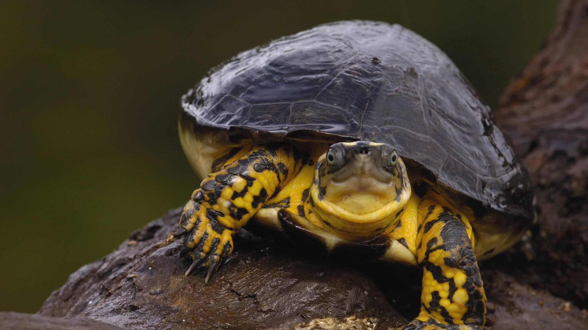 宠物医生无意间说出了多年秘密，养龟族速看