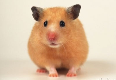 属鼠属牛属虎的注意事项,鼠牛虎哪个生肖含义好