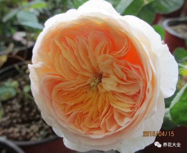 最美最高端的30款月季 (十种绝美的月季)