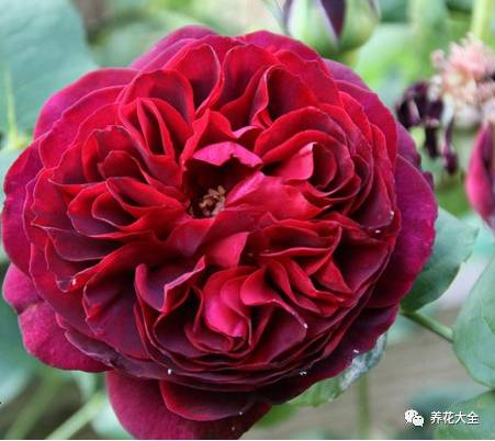 最美的十款月季品种推荐 (十种绝美的月季)