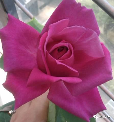 最美最高端的30款月季 (十种绝美的月季)