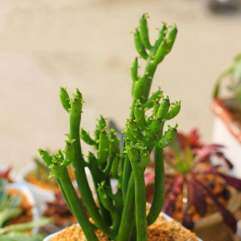 多肉植物光棍树有毒吗,多肉植物光棍树怎么养