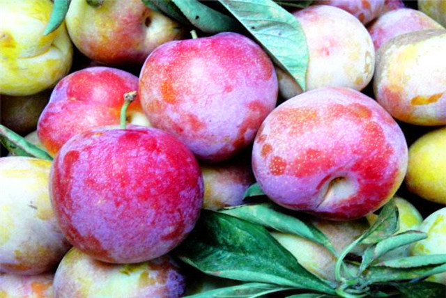 护肝水果第一名桑葚,解酒养肝的果子