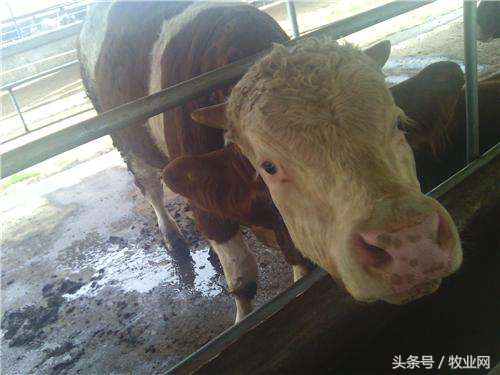 养牛疾病的诊断和治疗措施是什么,怎样快速识别牛病