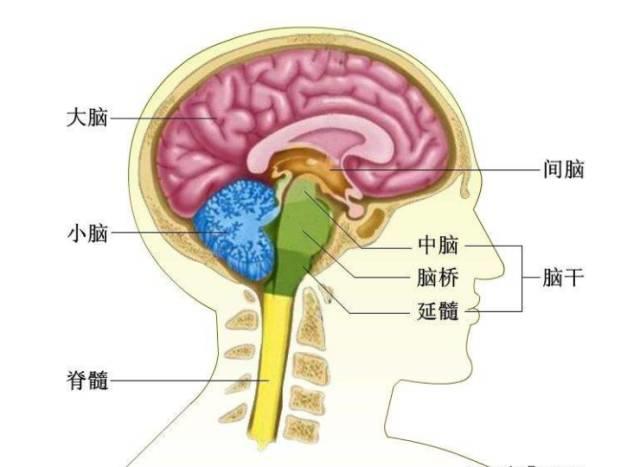 老年痴呆可以打麻将吗,玩麻将是不是可以防止老年痴呆