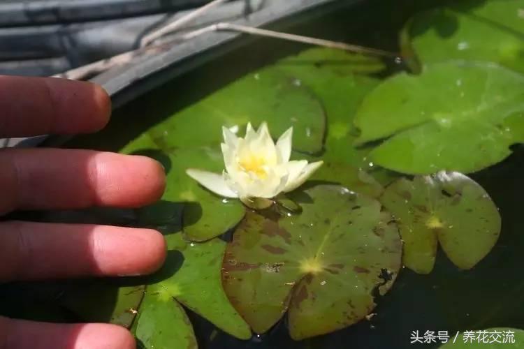 请问睡莲种子应该怎么养才能发芽,睡莲怎么养才能养好