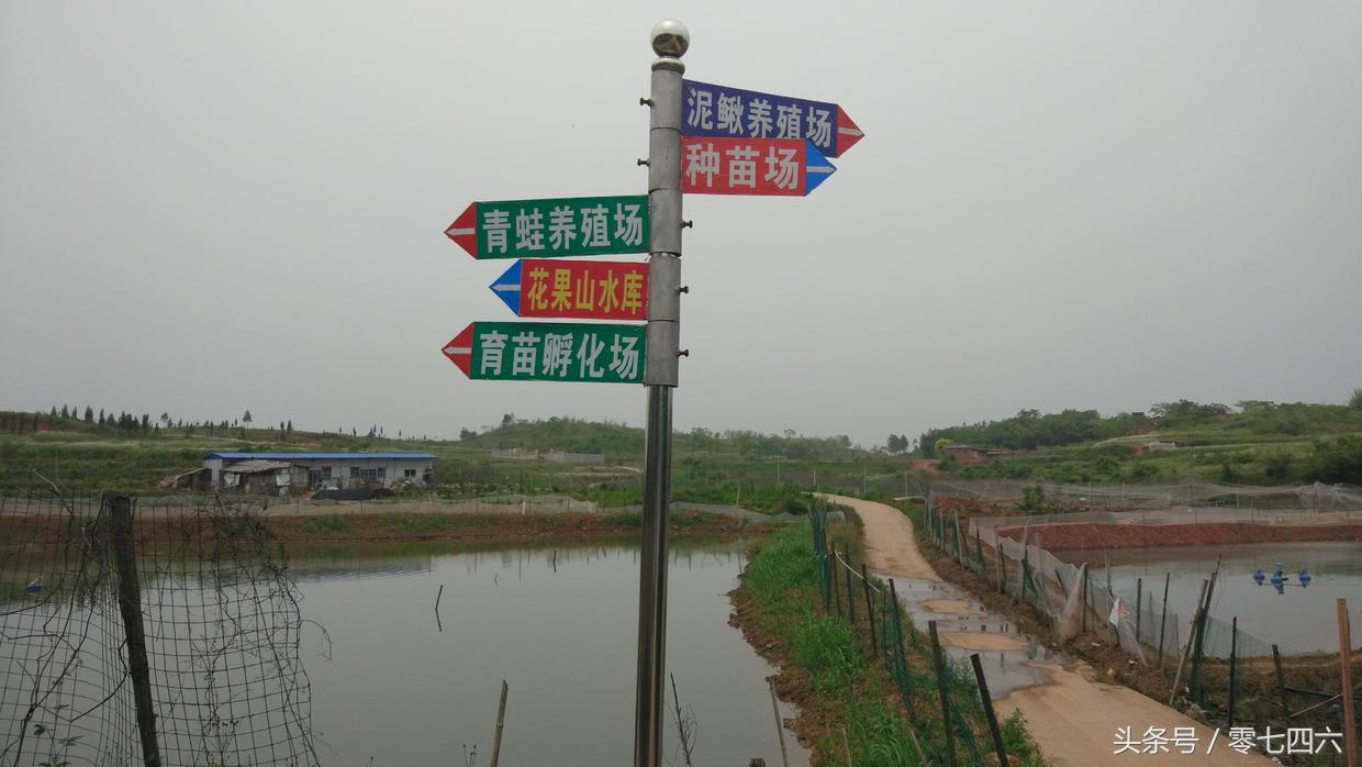 永州*文斌李**养泥鳅青蛙赚钱，还带领父老乡*共亲**同致富