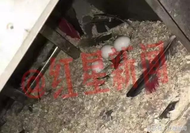 卖鸟被判10年的是什么鸟,养鹦鹉被判刑的案例