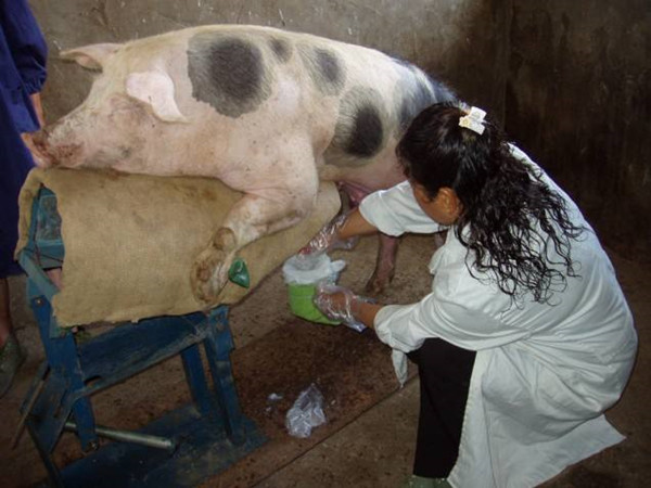 公猪不会爬架子怎么办,公猪不骟长大后猪肉会有怪味吗