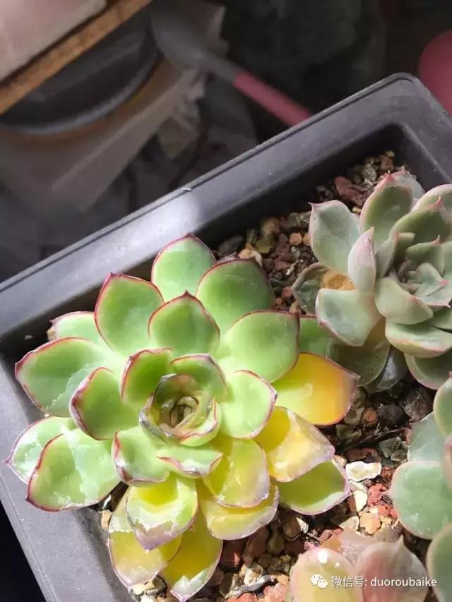 杀虫气雾剂能给多肉喷小黑飞吗,给多肉喷杀虫剂浓度高了有影响吗