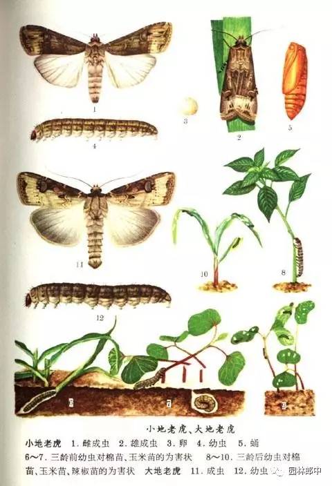 简述地老虎类害虫的综合防治方法,马铃薯地下害虫地老虎