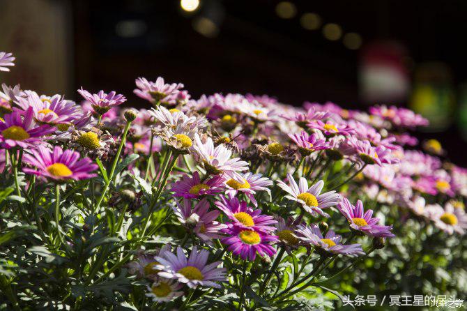 云南小伙租车游云南,云南自驾七日游最全攻略