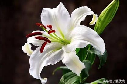 百合花怎么养最合适,百合花怎么养最好