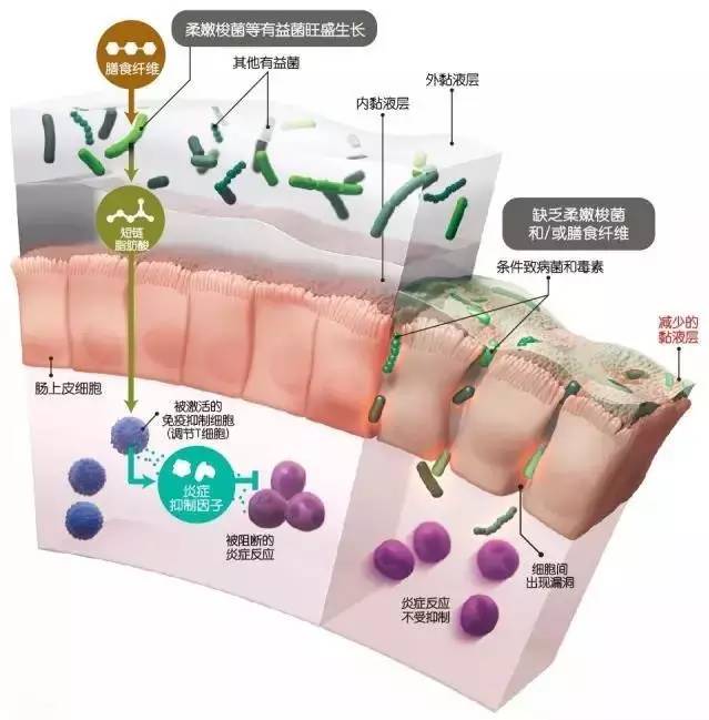 喝酸奶通便是真的吗,喝酸奶的后果