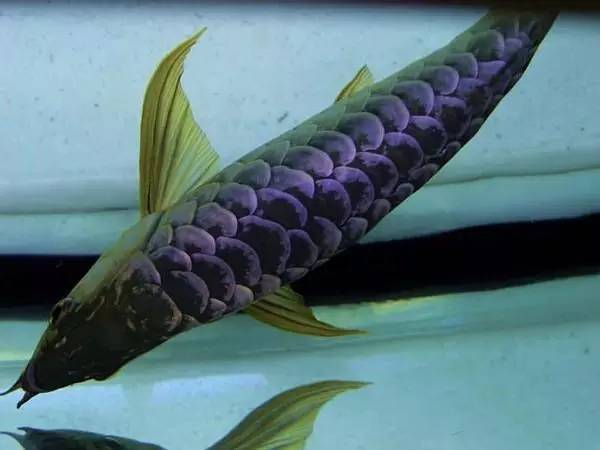 过背金龙和高背金龙的区别,高背金龙跟过背图片对比